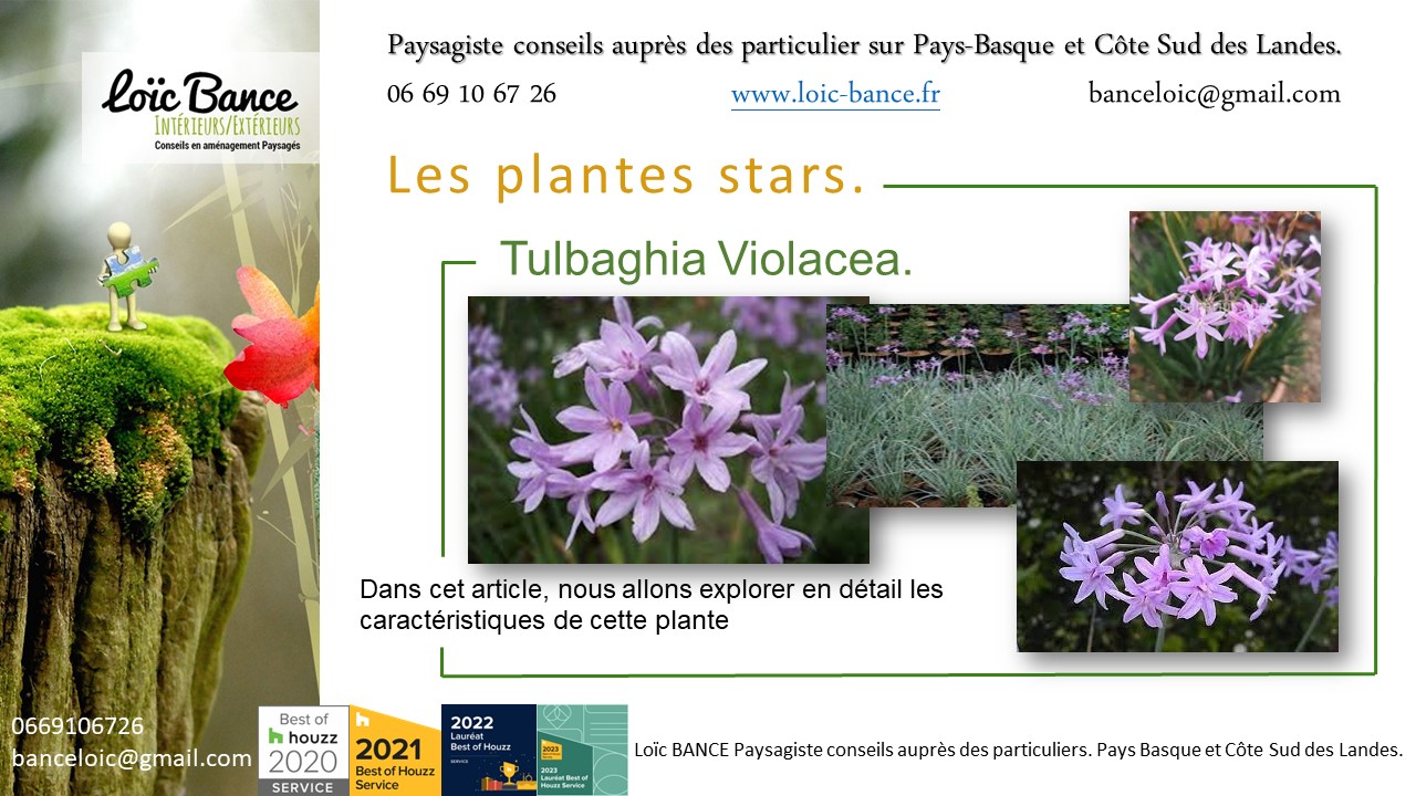 Paysagiste Biarritz une vivace plante star de juillet 2024 : Tulbaghia Violacea.
